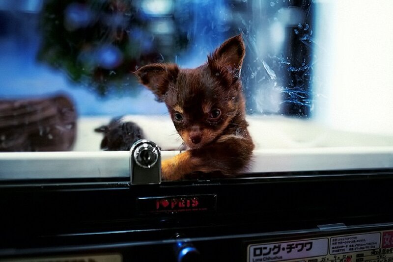 Chihuahua Puppy in Tank