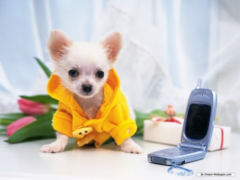 chihuahua puppy in yellow coat