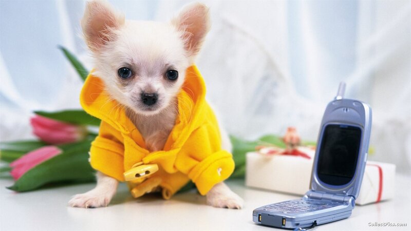 Chihuahua Puppy in Yellow — Innocent