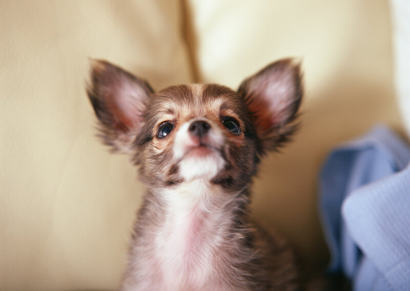 Chihuahua puppy looking up
