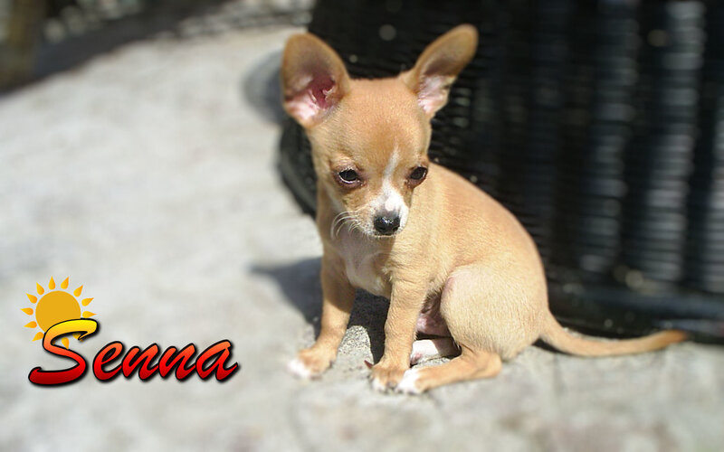 Chihuahua puppy named Senna