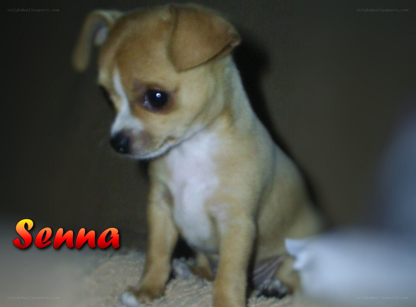 Chihuahua puppy named Senna