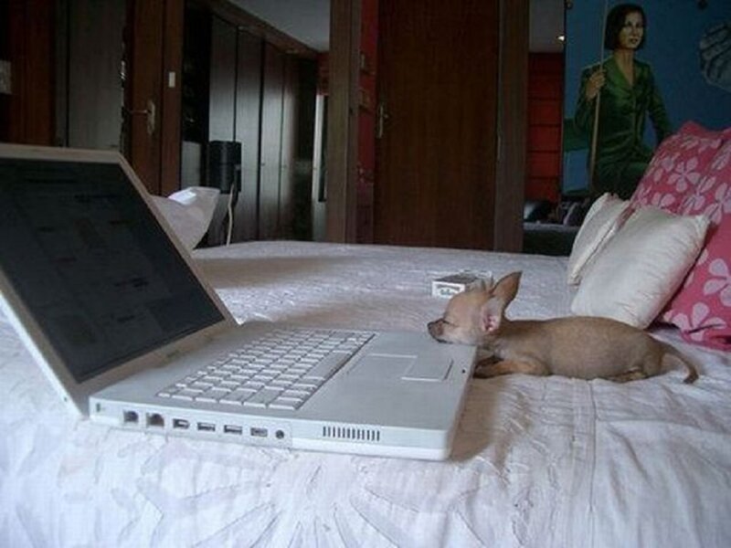 Chihuahua Puppy on Bed