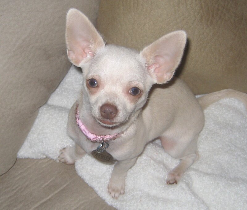 chihuahua puppy on blanket