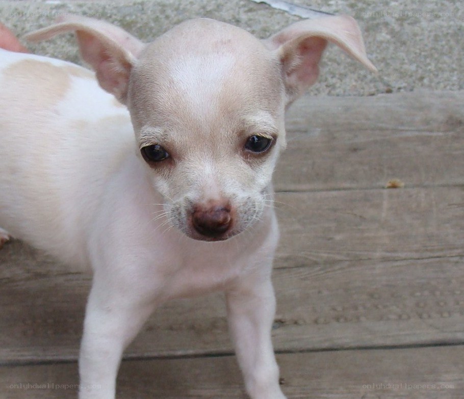 chihuahua puppy on deck