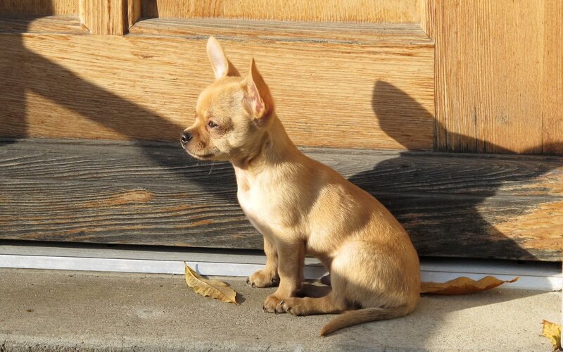 Chihuahua puppy on doorstep