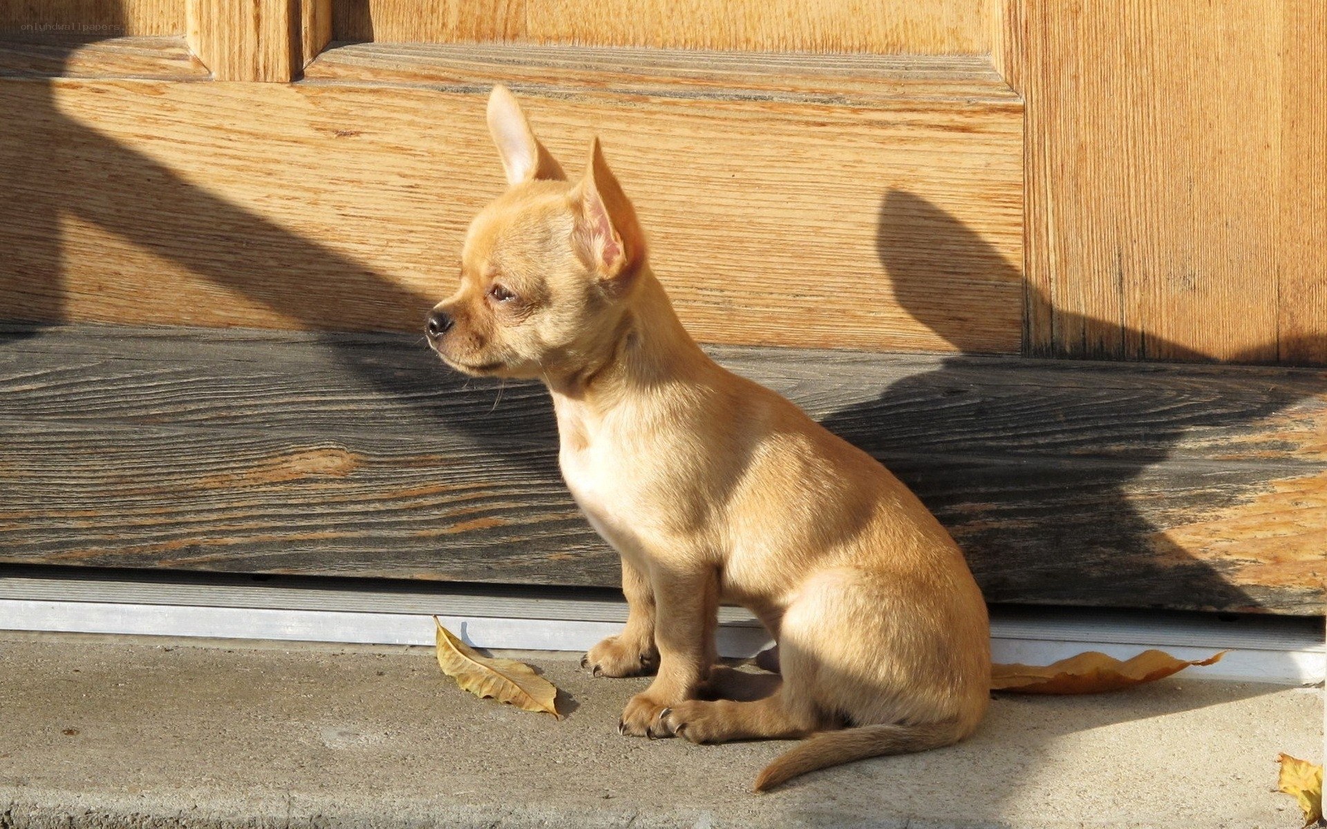 Chihuahua puppy on doorstep