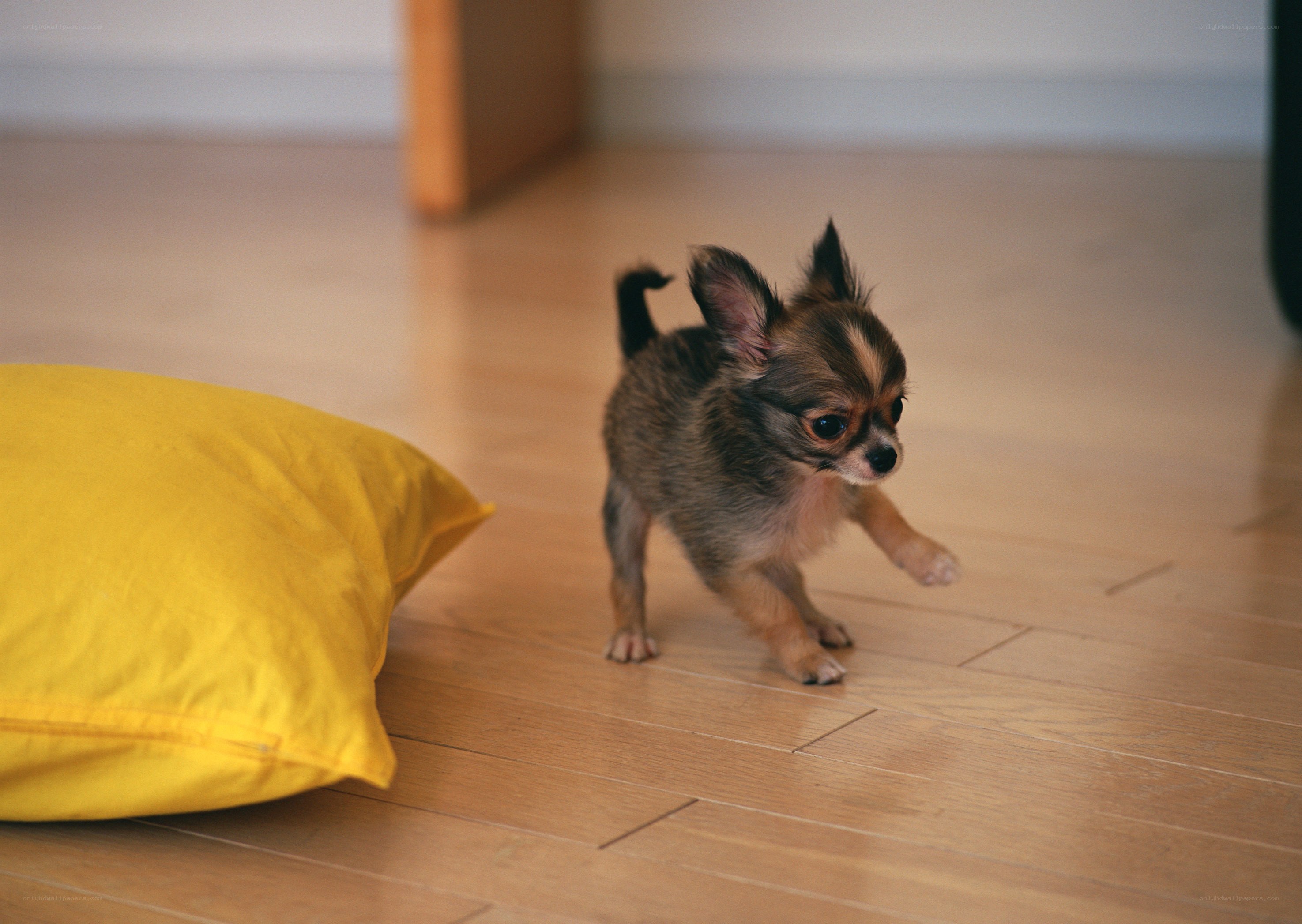 Chihuahua puppy on floor