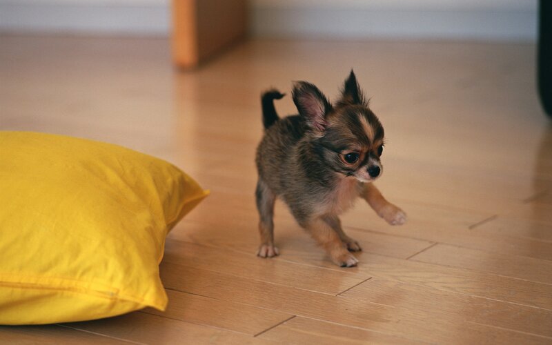 Chihuahua puppy on floor
