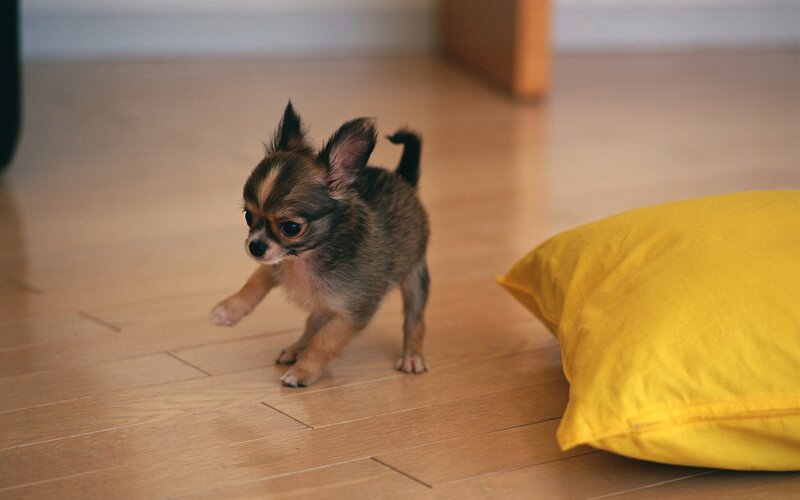 chihuahua puppy on floor