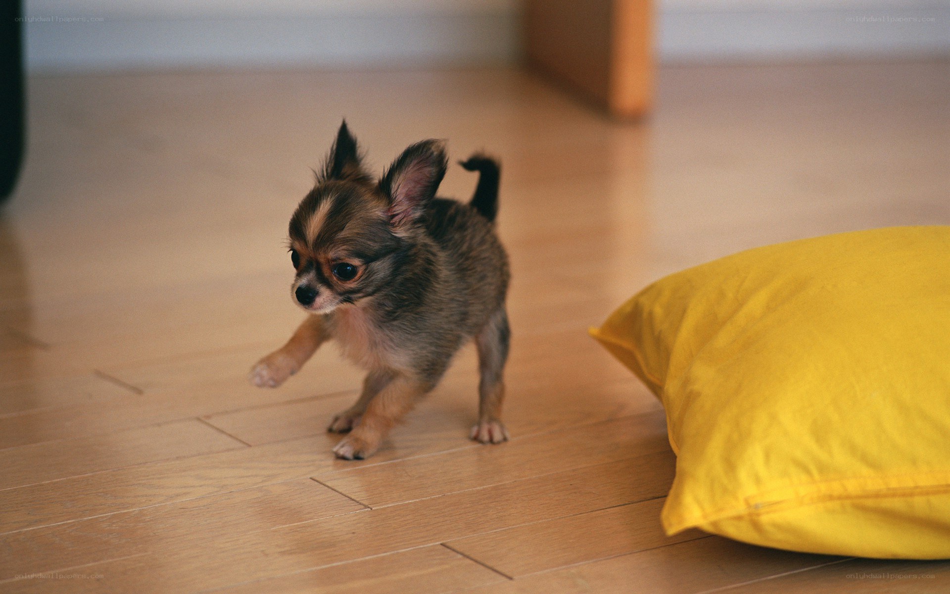 chihuahua puppy on floor