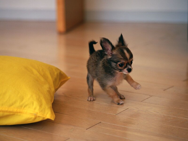 Chihuahua puppy on floor