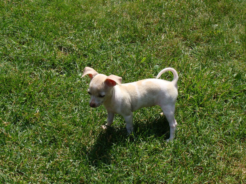 Chihuahua puppy on grass