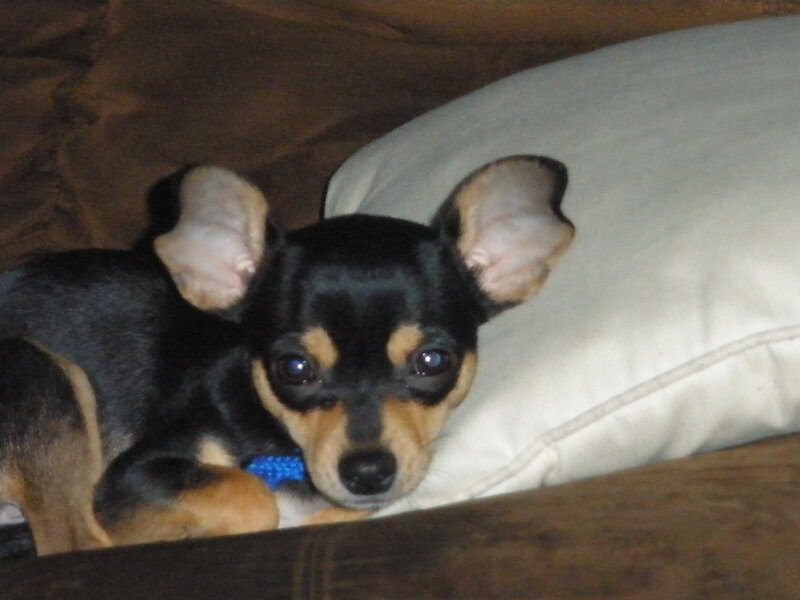 chihuahua puppy on pillow