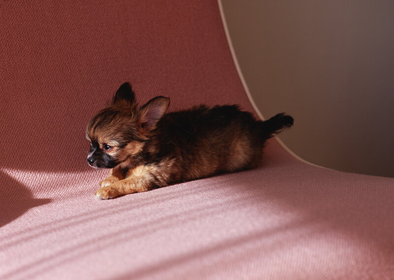 Chihuahua puppy on pink chair