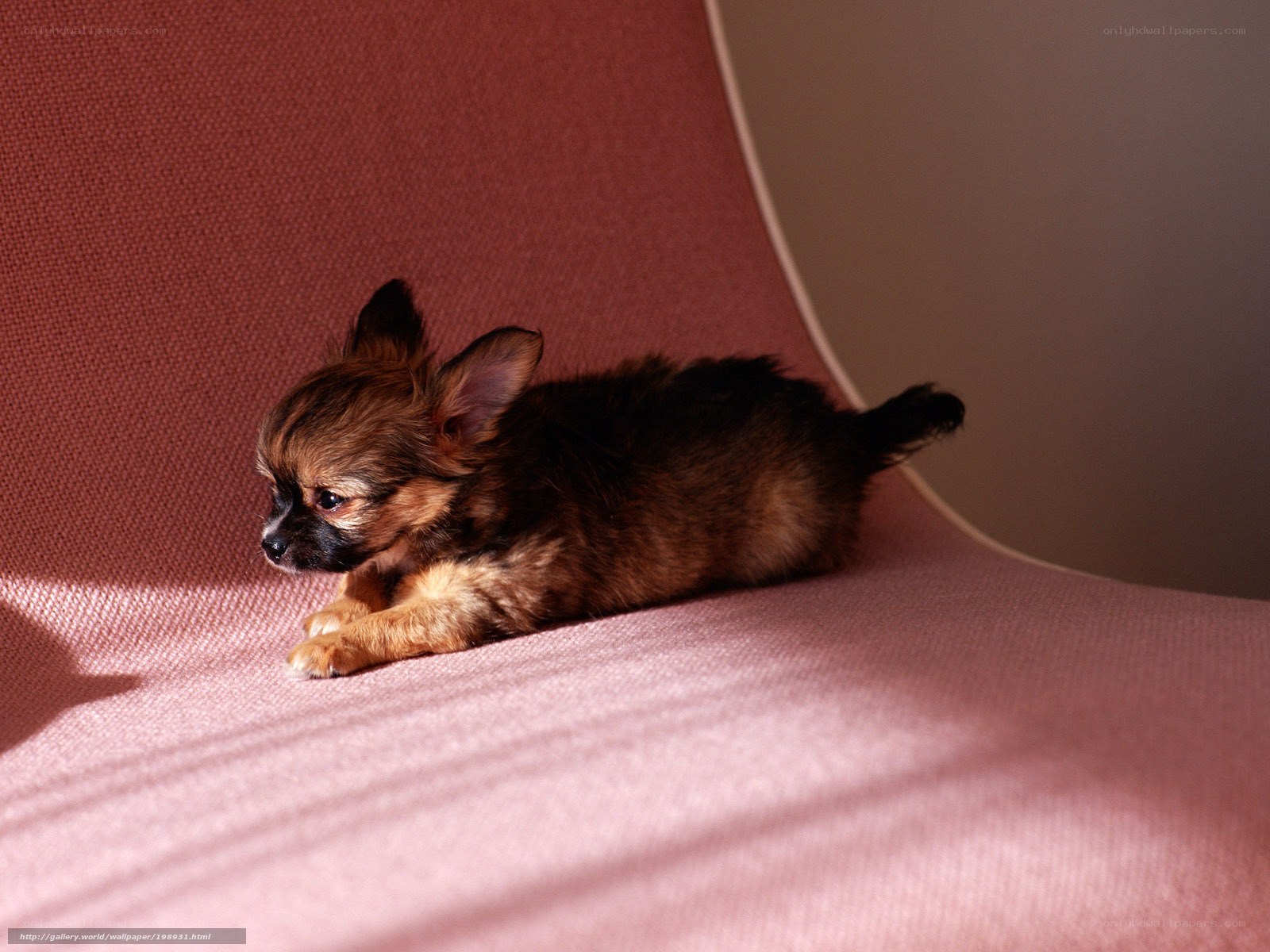 Chihuahua puppy on pink chair