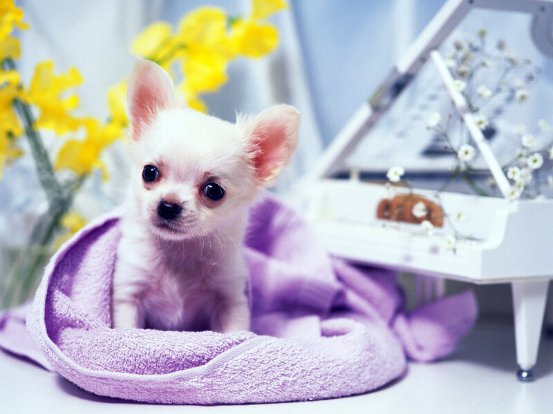 Chihuahua puppy on purple towel