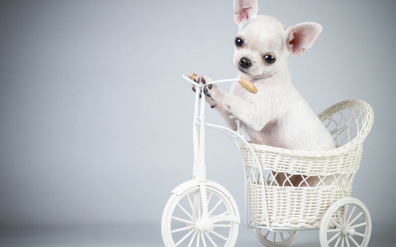 Chihuahua Puppy on Tricycle