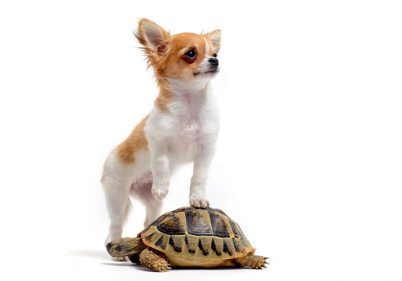 Chihuahua Puppy on Turtle