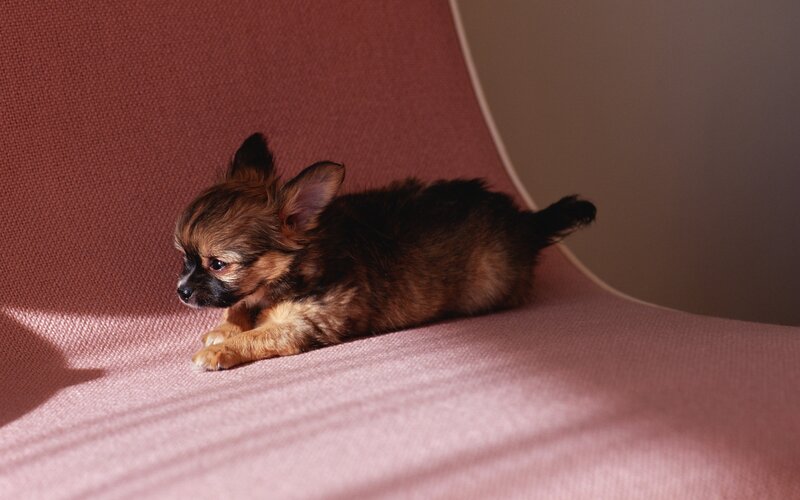Chihuahua Puppy — Pink, Calm, Photograph
