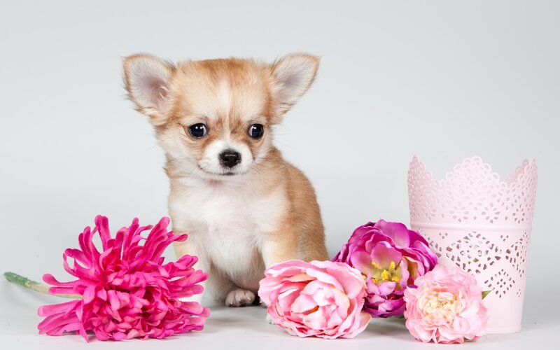 Chihuahua Puppy — Pink, Calm