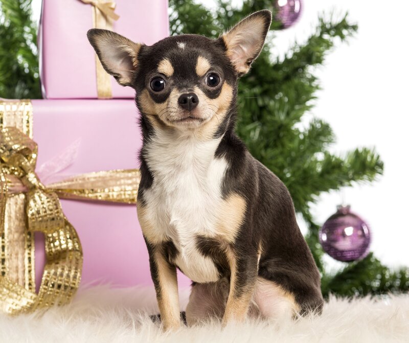 Chihuahua Puppy — Pink, Festive