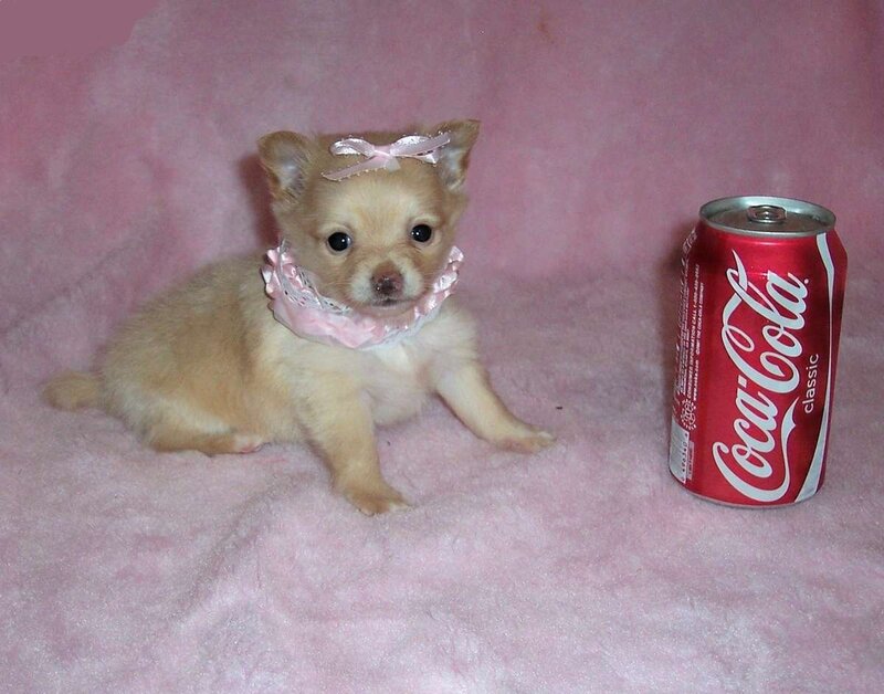 Chihuahua Puppy — Pink