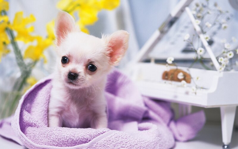 Chihuahua Puppy — Purple, Calm