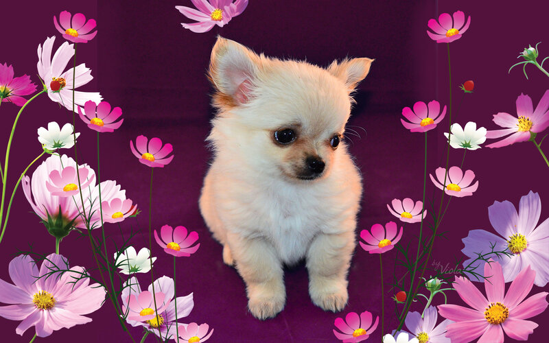 Chihuahua Puppy — Purple