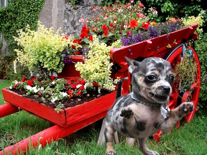 Chihuahua Puppy — Red, Playful