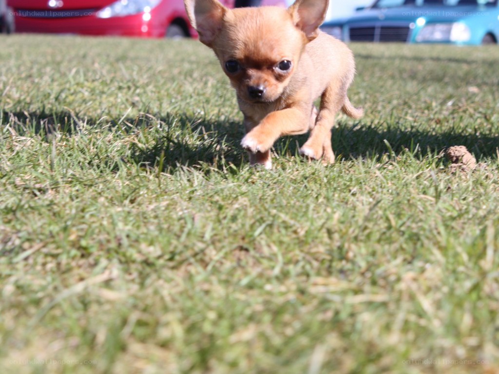 chihuahua puppy running on grass