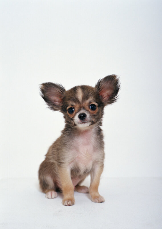 Chihuahua puppy sitting