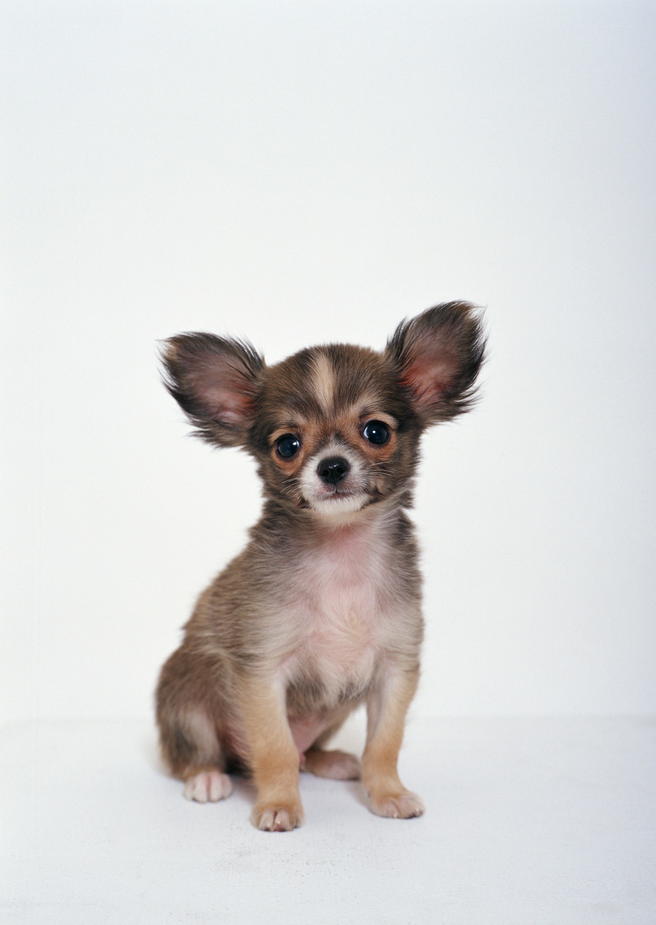 Chihuahua puppy sitting