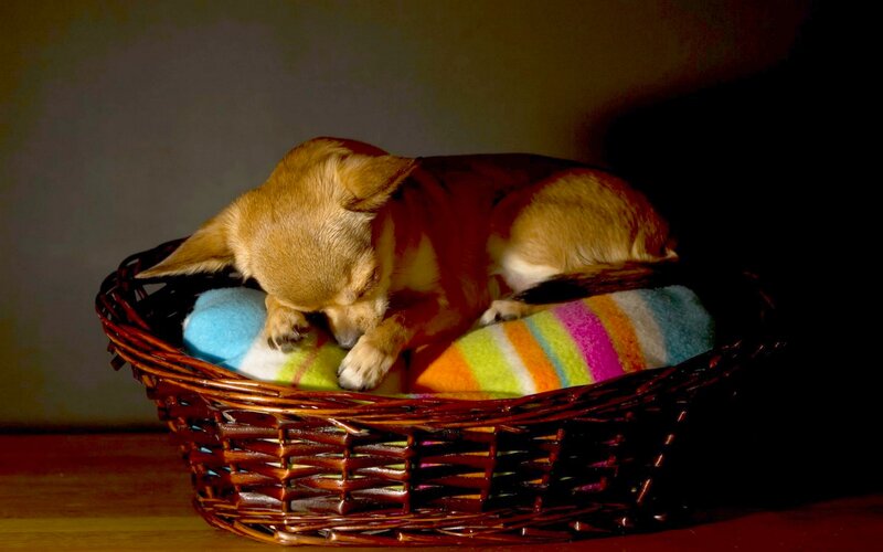 Chihuahua Puppy Sleeping — Brown