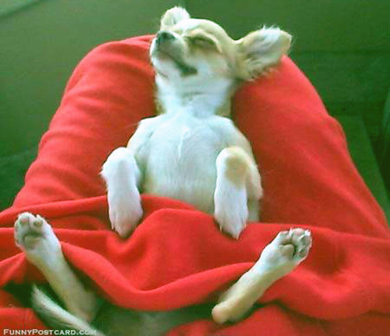 Chihuahua Puppy Sleeping — Red