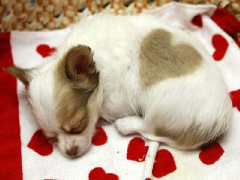 Chihuahua Puppy Sleeping