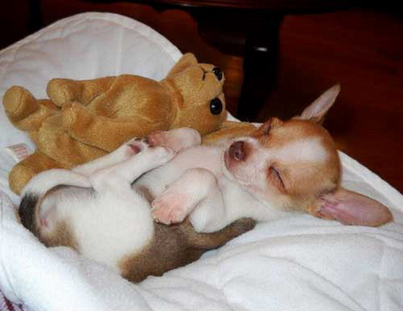 Chihuahua Puppy Sleeping — White
