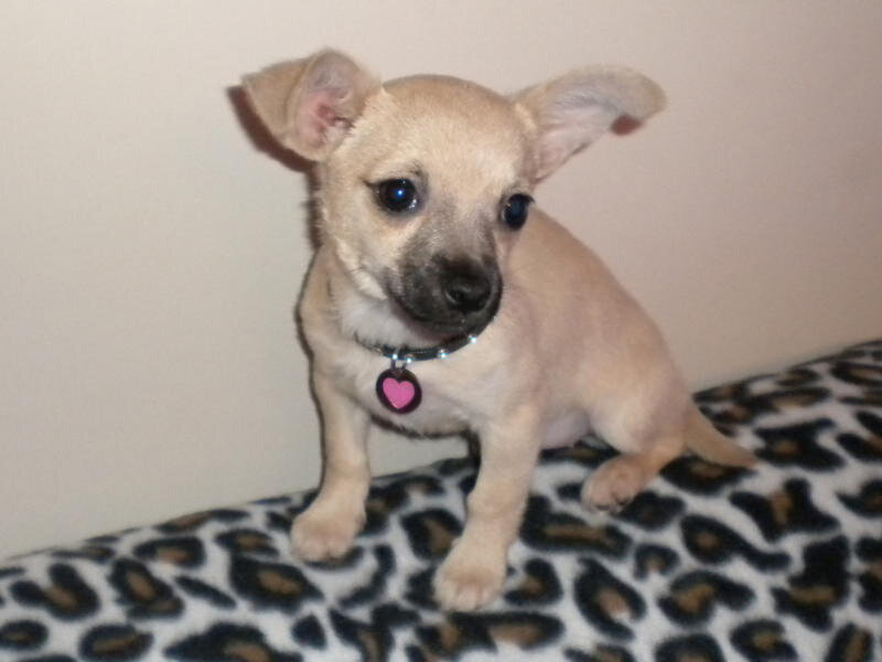 Chihuahua Puppy — Tan