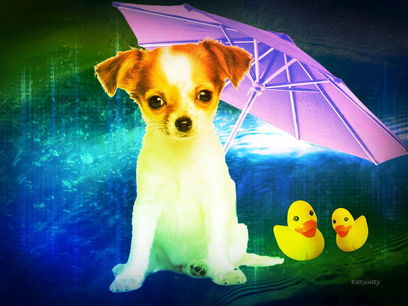 Chihuahua Puppy under Umbrella