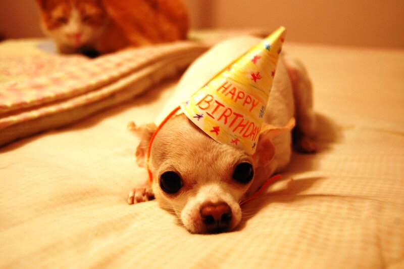 Chihuahua Puppy Wearing Hat