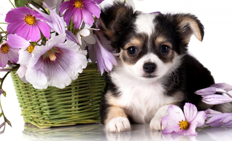 Chihuahua Puppy — White, Calm, Photograph, Flowers