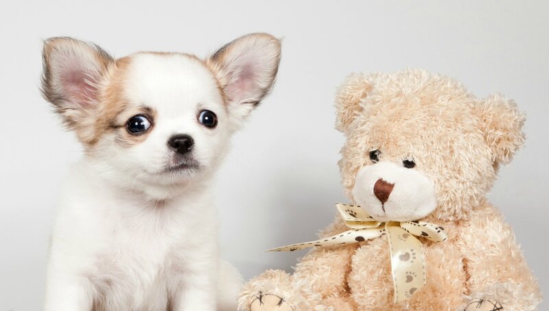 Chihuahua Puppy — White, Calm, Photograph, Teddy Bear