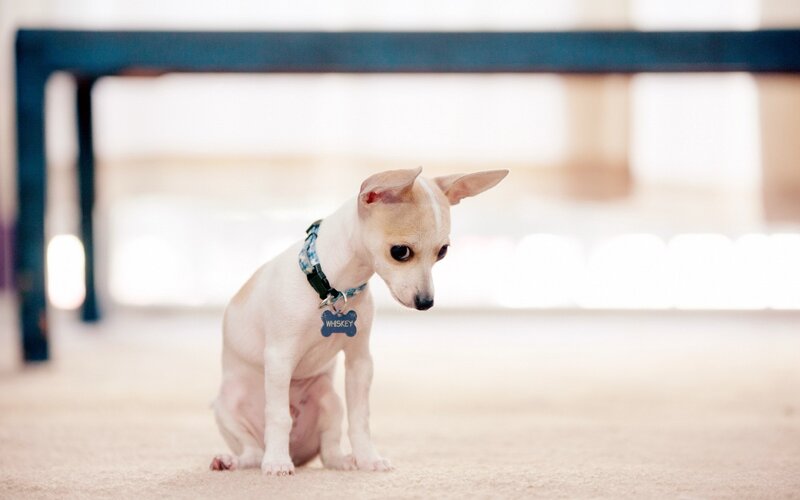 Chihuahua Puppy — White, Calm
