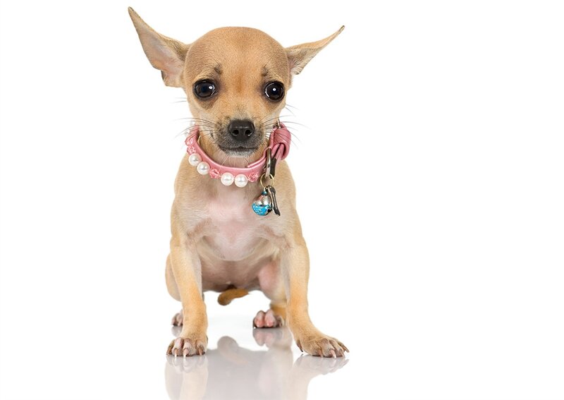 Chihuahua Puppy — White, Neutral, Photograph