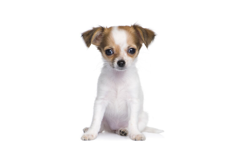 Chihuahua Puppy — White, Neutral