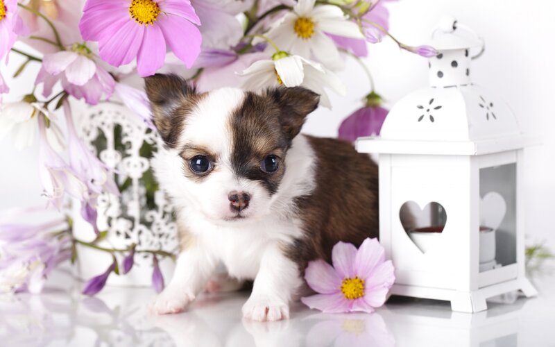 Chihuahua Puppy — White, Serene