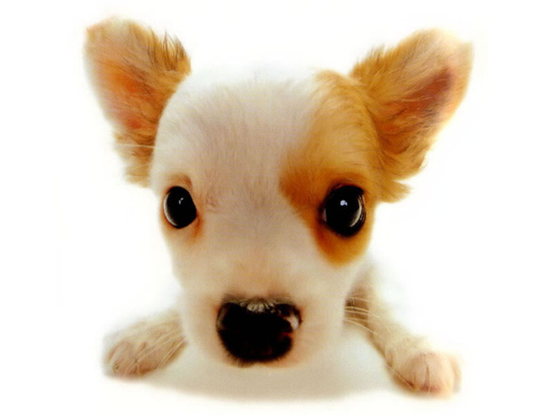 Chihuahua Puppy — White