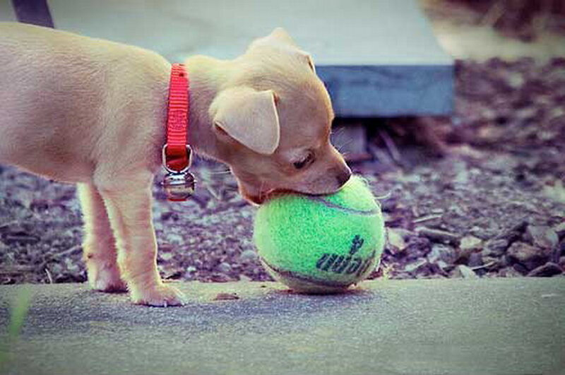 Chihuahua Puppy with Ball
