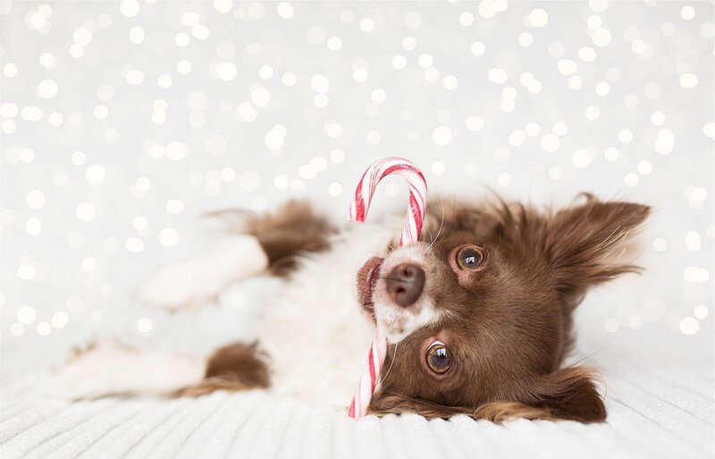 Chihuahua Puppy with Candy Cane
