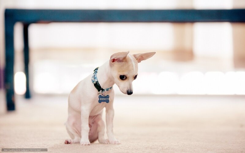 Chihuahua puppy with collar